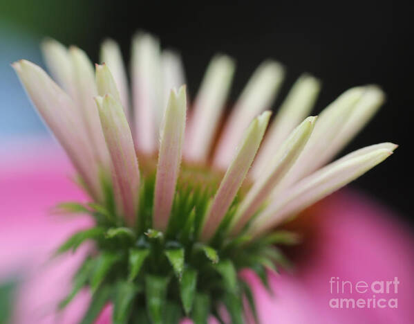 Flower Art Print featuring the photograph Alleluia by Rosemary Aubut