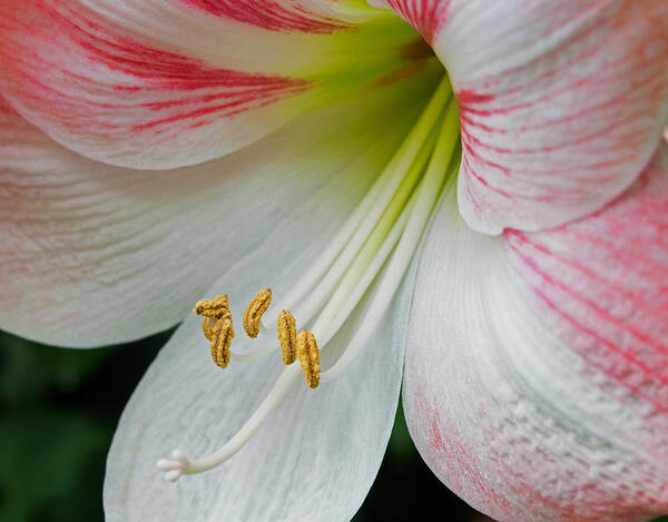 Amaryllis Art Print featuring the photograph Amaryllis Memories by Lara Ellis