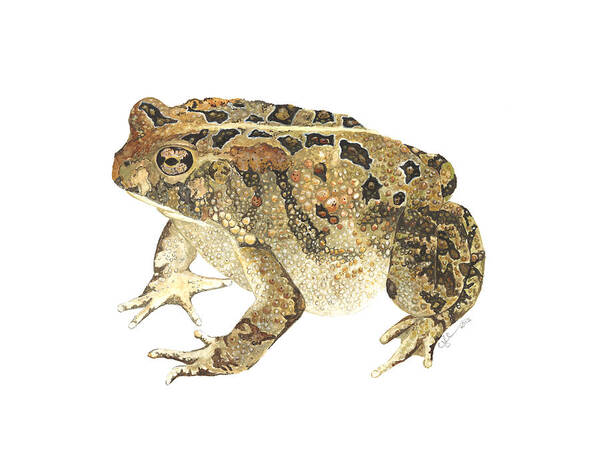 Toad Art Print featuring the painting American Toad by Cindy Hitchcock