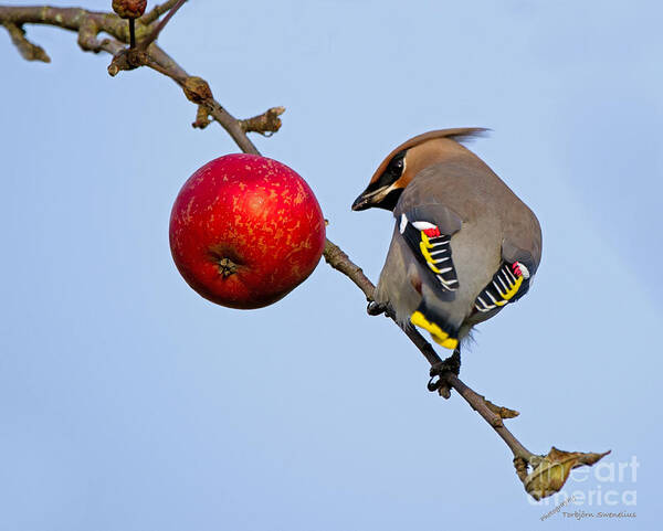 Waxwing Art Print featuring the photograph An apple a day... by Torbjorn Swenelius