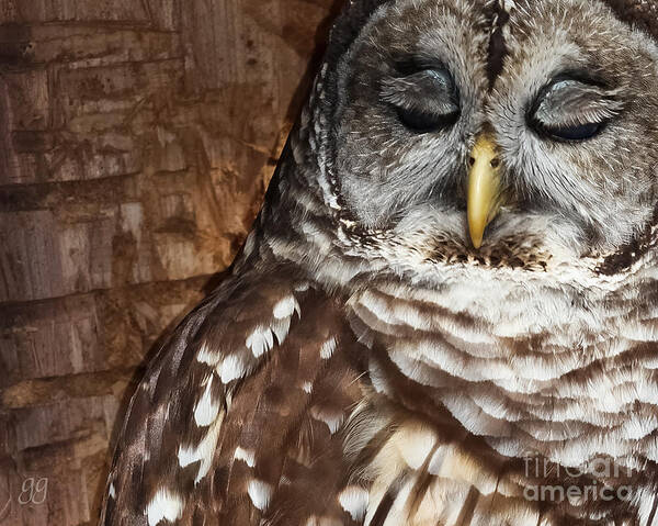 Owl Art Print featuring the photograph Angel Eyes by Geri Glavis
