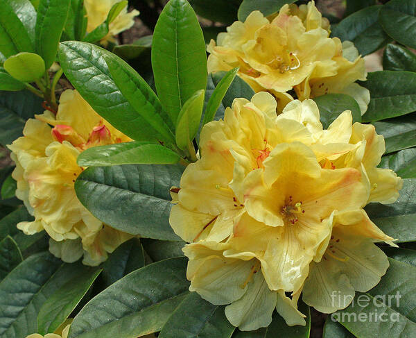 Rhododendron Art Print featuring the photograph Anita Dunstan by Chris Anderson