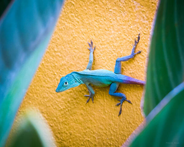 2006 Art Print featuring the photograph Anole by Frank Mari