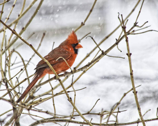 Cardinal Art Print featuring the photograph Another Snowy Day by Jan Killian