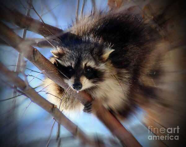 Wild Art Print featuring the photograph Anyone have a Tissue by Karen Adams