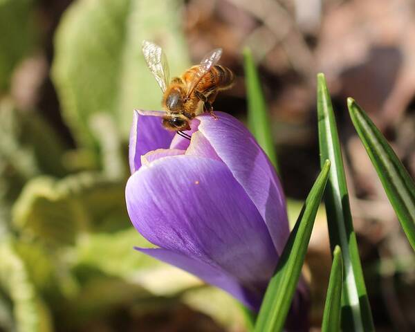 Honeybee Art Print featuring the photograph Anything Good in There? by Lucinda VanVleck