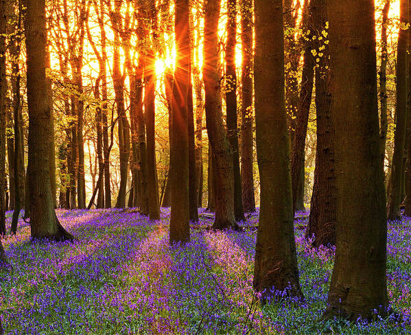 Tranquility Art Print featuring the photograph Ashridge Estate Bluebell by Mjmccormack.co.uk