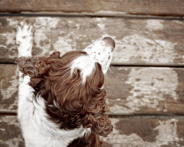 English Springer Spaniel Art Print featuring the photograph At the Dock by Angie Rea