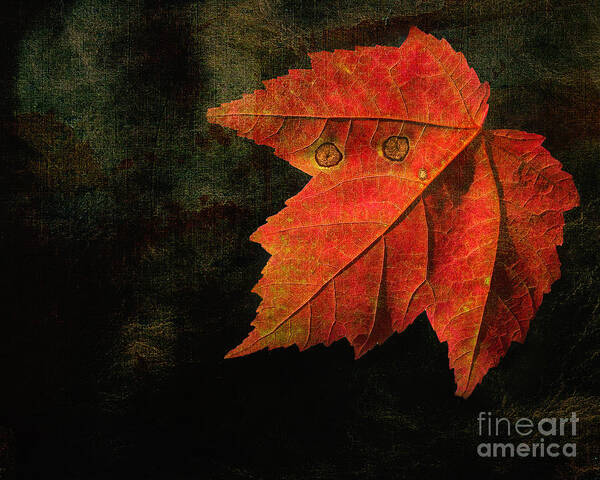 Leaf Art Print featuring the photograph Autumn Eyes by Kathi Mirto