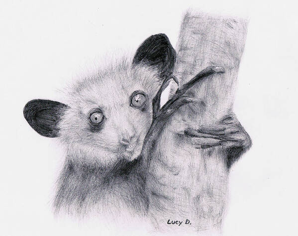 Wildlife Art Print featuring the drawing Aye-aye by Lucy D