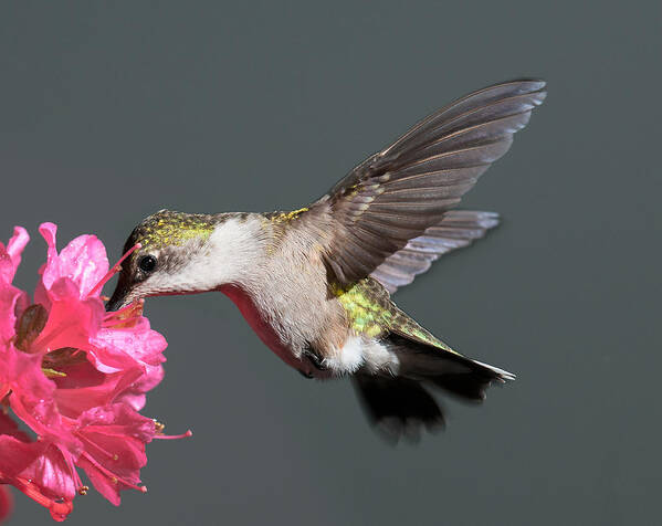 Hummingbird Art Print featuring the photograph Azalea And The Hummingbird by Lara Ellis