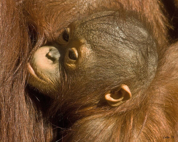 Orangutan Art Print featuring the photograph Baby Orangutan 2 by Larry Linton