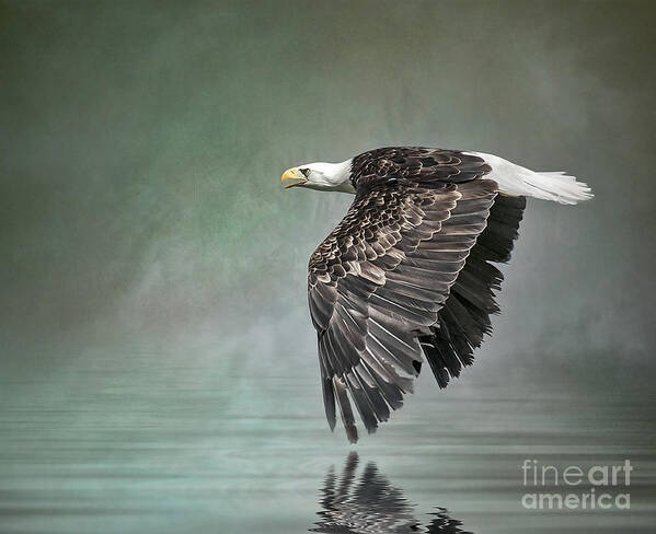 Bald Eagle Art Print featuring the photograph Bald Eagle in mist by Brian Tarr
