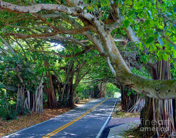 Trees Art Print featuring the photograph Banyans at St. Lucie Blvd. by Larry Nieland