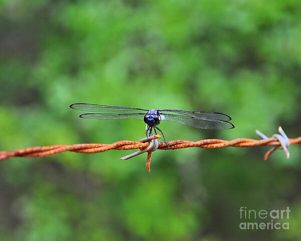 Dragonfly Art Print featuring the photograph Bar Winged on Barbed Wire by Al Powell Photography USA