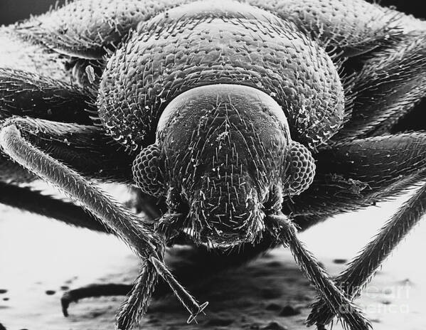 Common Bedbug Art Print featuring the photograph Bedbug Head by Biophoto Associates