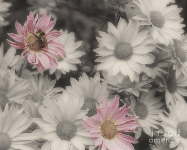 Flowers Art Print featuring the photograph Bee And Daisies In Partial Color by Smilin Eyes Treasures