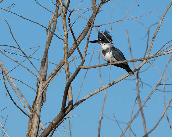 Belted Kingfisher Art Print featuring the photograph Belted Kingfisher 4 by Ernest Echols