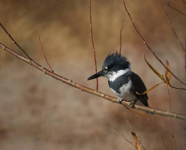 Belted Kingfisher Art Print featuring the photograph Belted Kingfisher by Ernest Echols