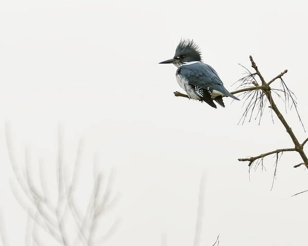 Belted Kingfisher Art Print featuring the photograph Belted Kingfisher Looking for Prey in Heavy Fog cr by Belinda Greb