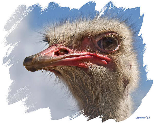 Ostrich Art Print featuring the photograph Big Bird 2 by Larry Linton