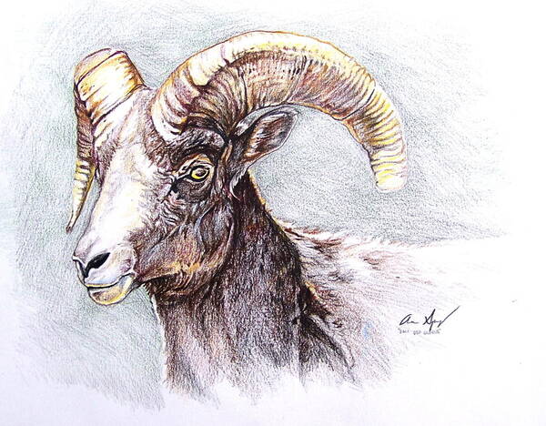 Sheep Art Print featuring the painting Bighorn Sheep by Aaron Spong