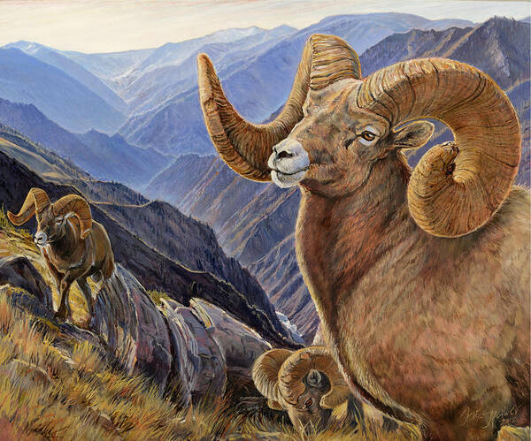 Bighorn Sheep Art Print featuring the painting Bighorn Trio by Steve Spencer