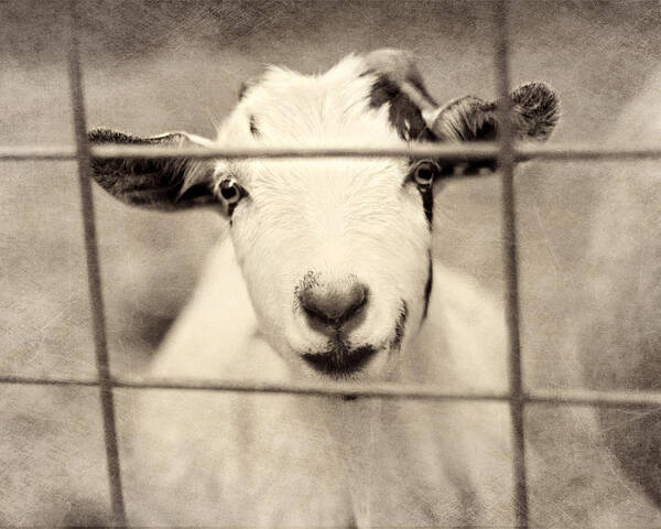 Goat Art Print featuring the photograph Billy G by Amy Tyler