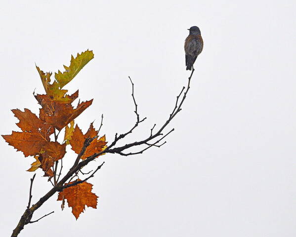Wildlife Art Print featuring the photograph Bird of Autumn by AJ Schibig