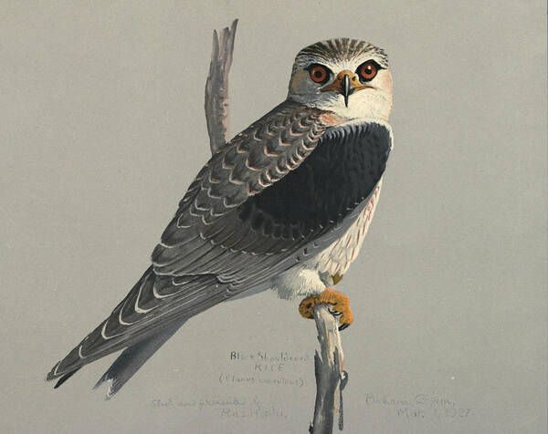 Black Shouldered Kite Art Print featuring the painting Black Shouldered Kite by Dreyer Wildlife Print Collections 