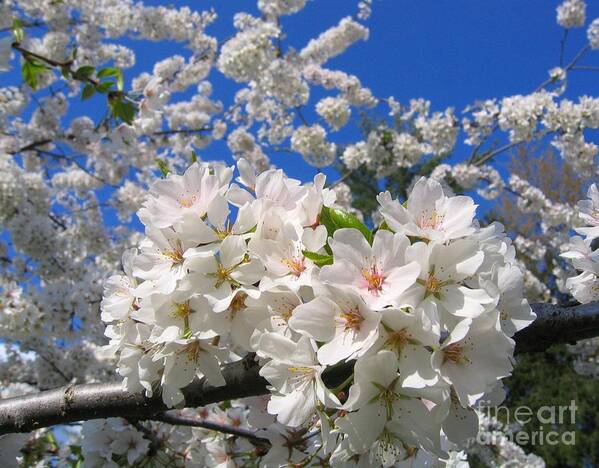 Spring Art Print featuring the photograph Blossoms of Spring by Ann Horn