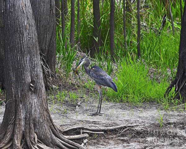 Heron Art Print featuring the photograph Blue Bags Bream by Al Powell Photography USA