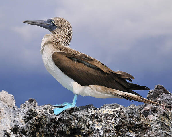 Blue-footed Booby Art Print featuring the photograph Blue-footed Booby by Tony Beck