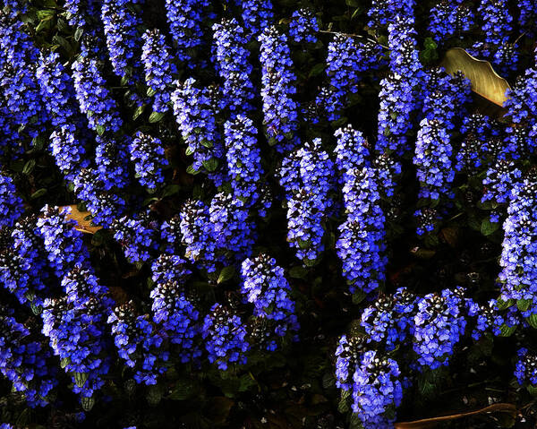 Macro Art Print featuring the photograph Blue Forest by Robert Culver