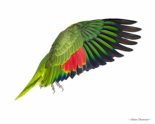 Parrot Art Print featuring the photograph Blue-front Amazon in Flight by Avian Resources