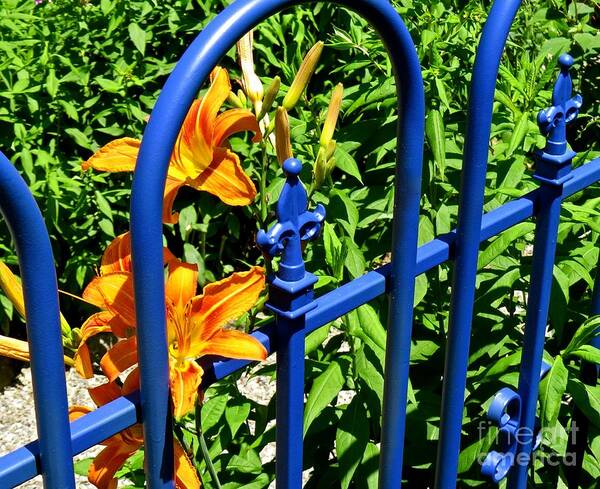 Blue Gate Art Print featuring the photograph Blue Gate by Nancy Patterson