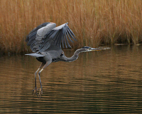 Wildlife Art Print featuring the photograph Blue Heron Takes Flight by William Selander