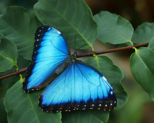Butterfly Art Print featuring the photograph Blue Morpho - 2 by Nikolyn McDonald