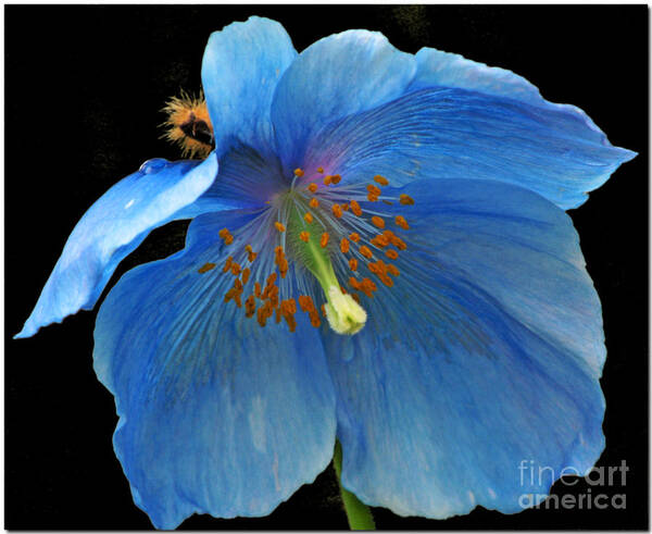 Rhododendron Species Foundation Art Print featuring the photograph Blue Poppy on Black by Chris Anderson