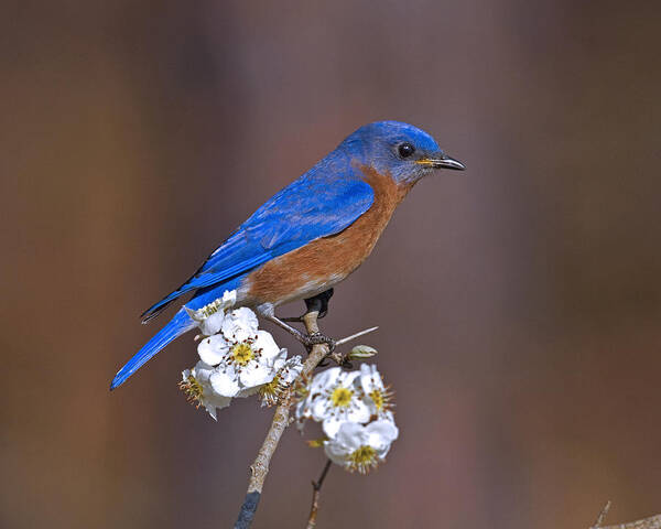 Bluebird Art Print featuring the photograph Bluebird and Mayhaw by Jim E Johnson