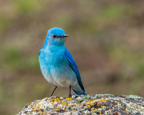 Bluebird Art Print featuring the photograph Bluebird In Yellowstone Spring by Yeates Photography