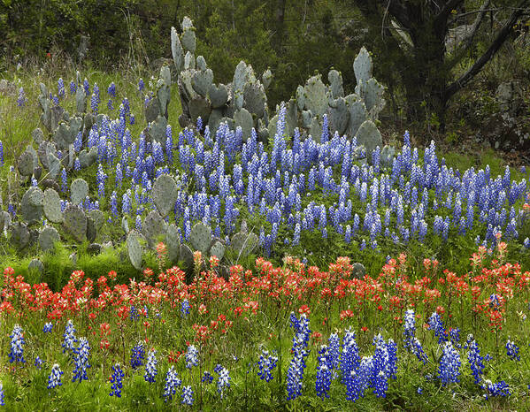 00442674 Art Print featuring the photograph Bluebonnets Paintbrush and Prickly Pear by Tim Fitzharris