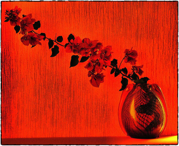 Bougainvillea Art Print featuring the photograph Bougainvillea by Andrei SKY