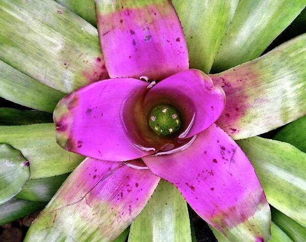 Bromeliad Art Print featuring the photograph Bromeliad by Allen Beatty