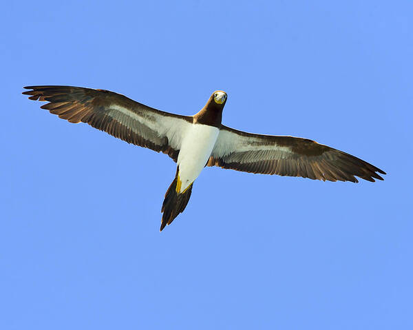 Brown Booby Art Print featuring the photograph Brown Booby by Tony Beck