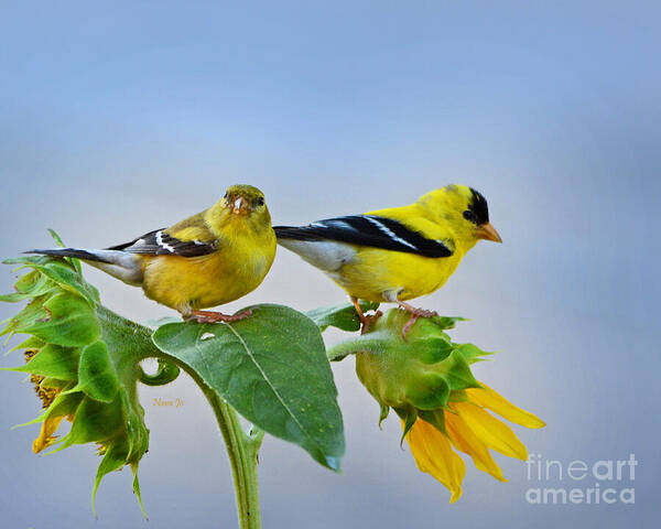 Nature Art Print featuring the photograph Sunflowers With Goldfinch by Nava Thompson