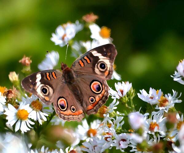 Butterfly Art Print featuring the photograph Buckeye #2 by Deena Stoddard