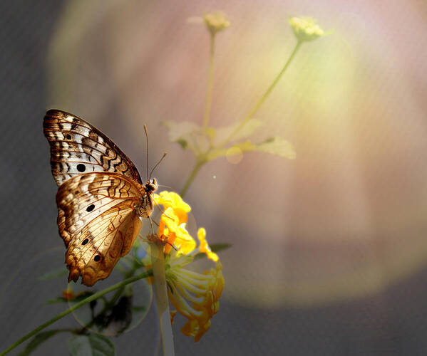 Butterfly Art Print featuring the photograph Butterfly Glow by Judy Vincent