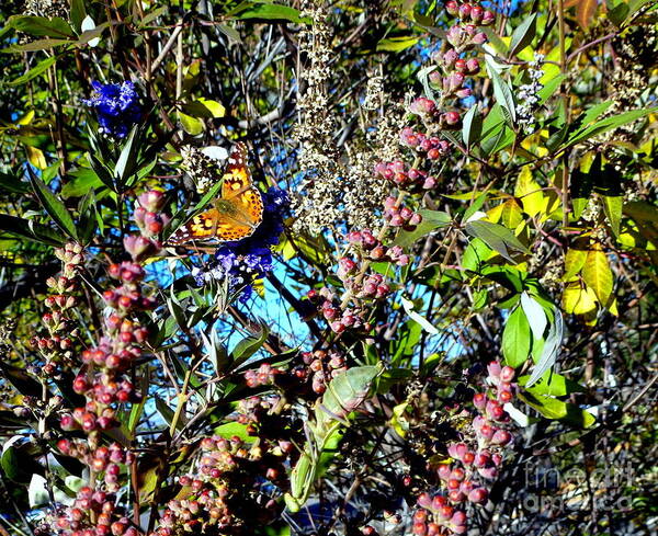 Butterfly Art Print featuring the photograph Butterfly in Butterfly Bush by Mars Besso