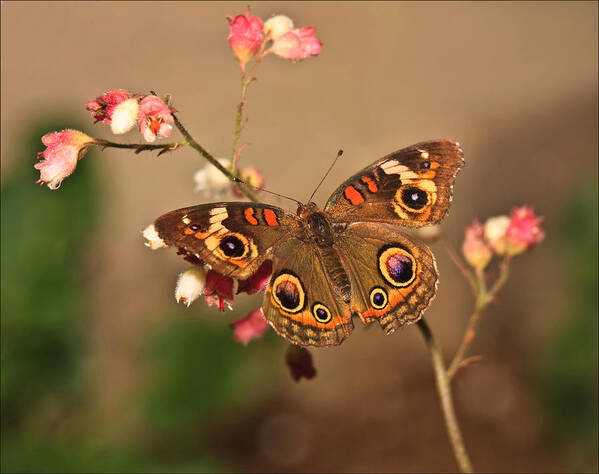 Butterfly Art Print featuring the photograph Butterfly On Pink by Beth Sargent